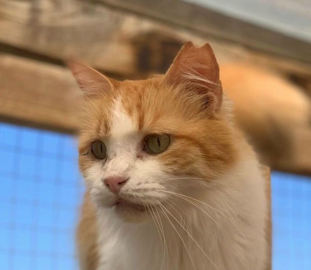   PERLA 