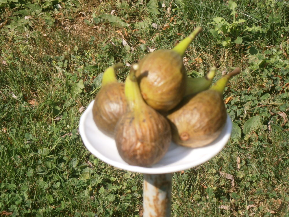 FIGUIERS Jardin