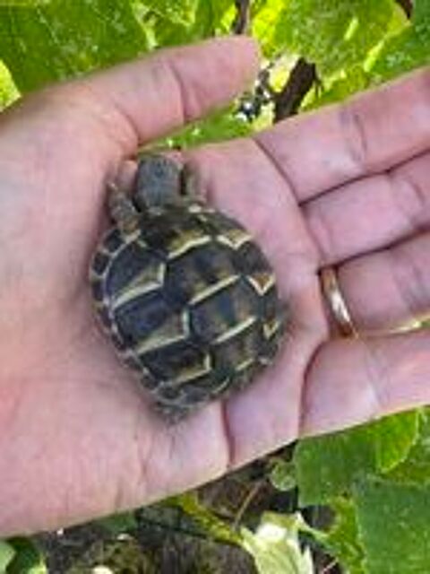   Tortue 1, 2 et 3 ans (ile de France 91)
