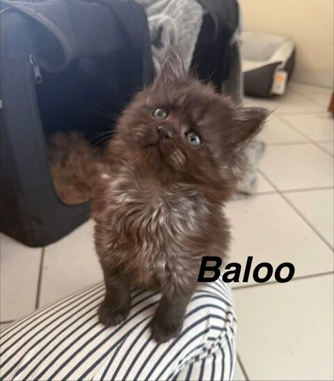 Maine Coon LOOF 1000 19000 Tulle