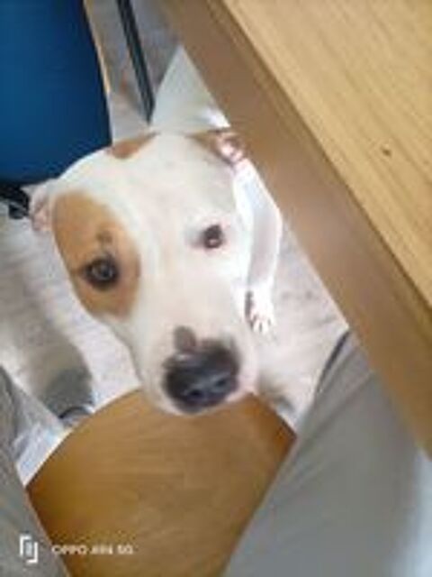   NIBBY, 4 ans  cherche  un  bon foyer.  