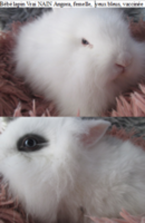   bb lapin Toy, ANGORA, vaccin 