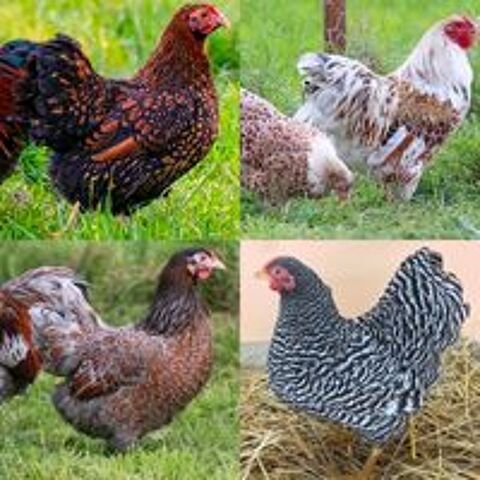   Oeufs fécondés poule Wyandotte  