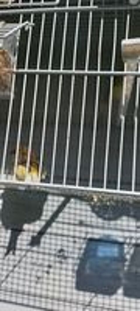   Canaris  
