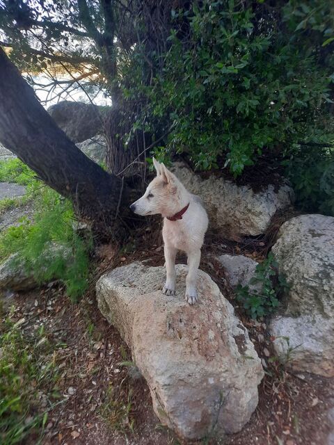 Chien loup tchechoslovaque mâle 0 13800 Istres