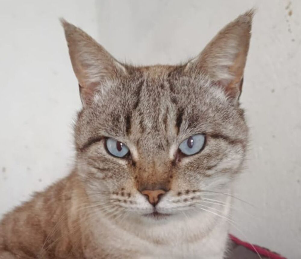   SIMON 