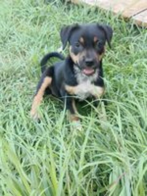   Hakuna, Femelle, X Berger, née le 01/06/2026 🐶 