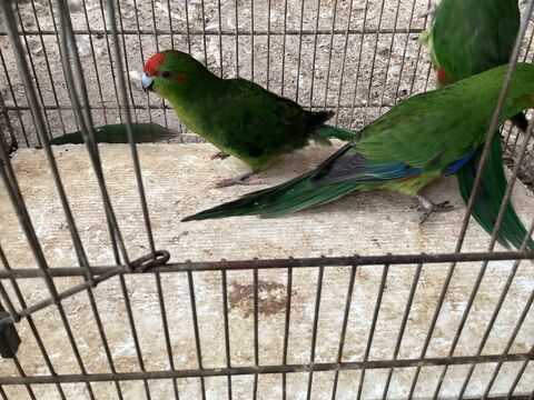 Coupe de kakariki 60 33450 Saint-sulpice-et-cameyrac