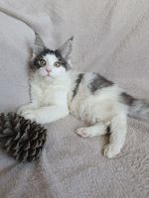   Chatons Maine coon loof  
