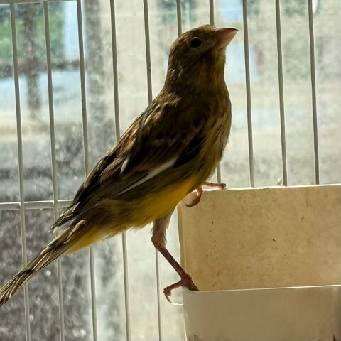 Canari 25 93330 Neuilly-sur-marne