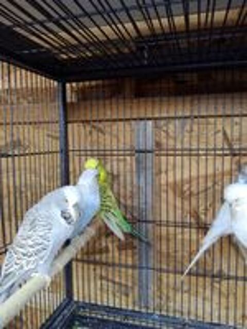   Couple perruches anglaise 