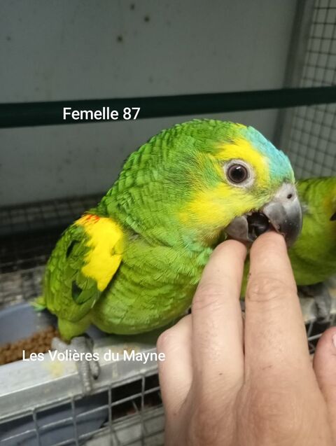 Jeunes perroquets Amazones à front bleu 2025 980 47430 Caumont-sur-garonne