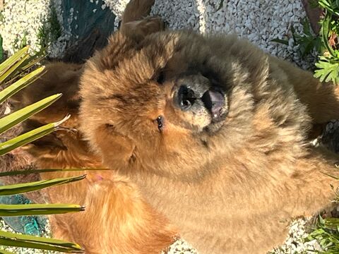 Chiot Chow Chow LOF 1700 35480 Saint-malo-de-phily