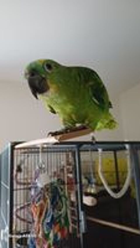   Perroquet Amazon  