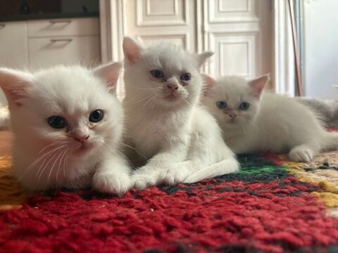 Chatons Toulouse (31)