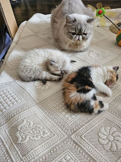 2 chatons exotic shorthair loof 900 23600 Boussac