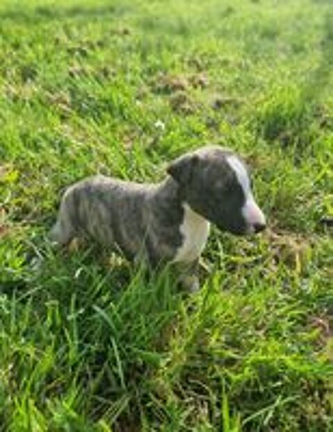   Chiots whippet LOF  
