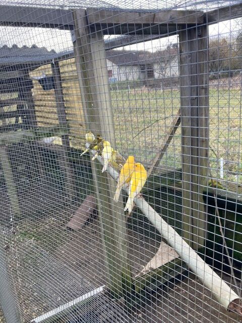 canaris 20 38630 Corbelin