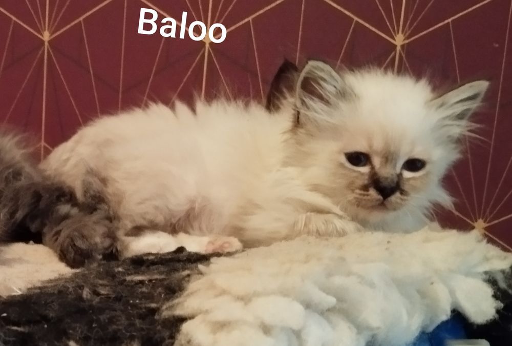   Sacré de Birmanie loof  