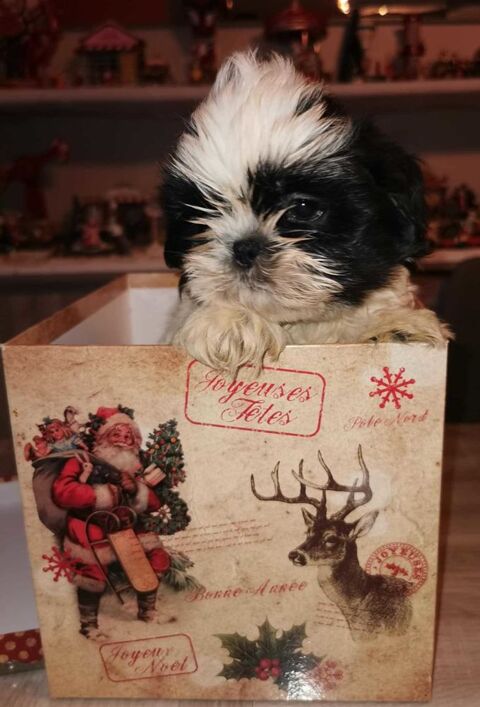 Shihtzu 750 16220 Vouthon