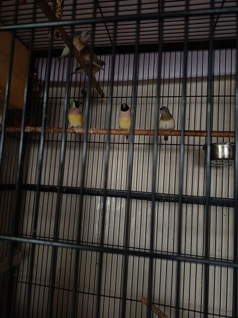 Diamant de gould 20 64200 Biarritz