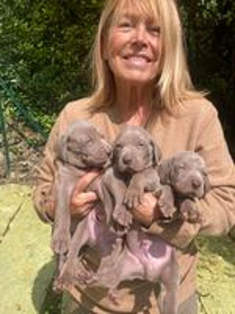   Chiots braque de Weimar LOF 
