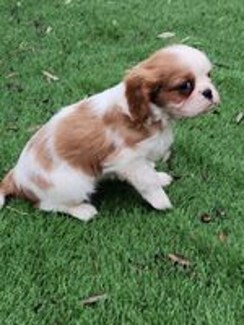   Chiot LOF Cavalier King Charles 
