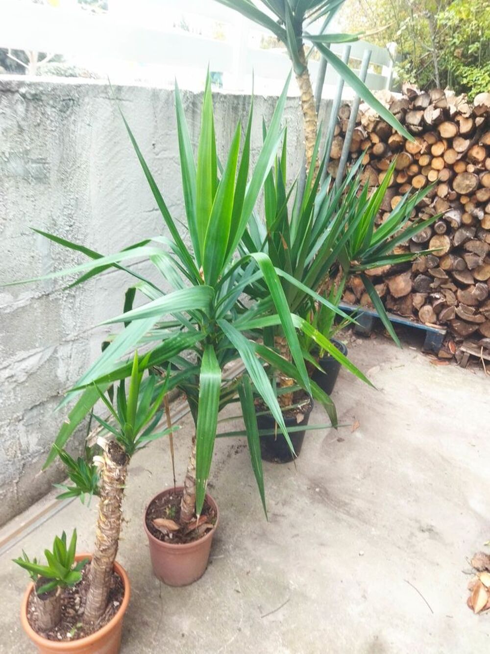 Yucca en pot Jardin