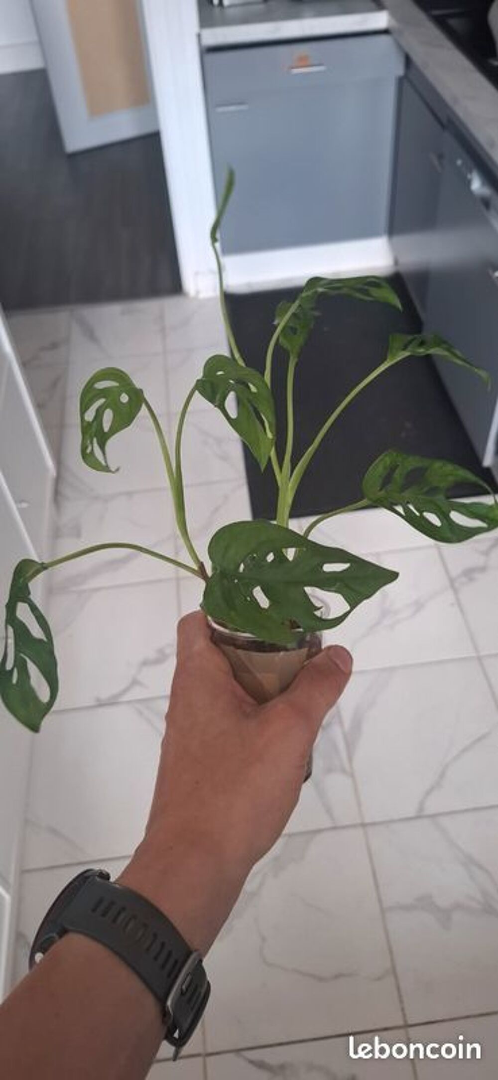 Monstera adansonii bouture 28 Décoration