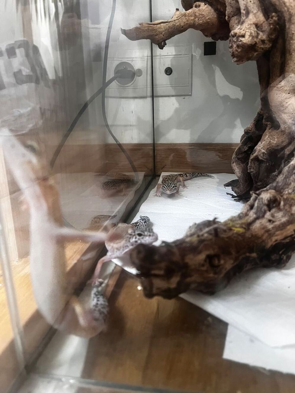   4 geckos léopard 
3 petit 
Et 1 grand 
