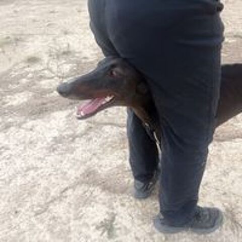   A l'adoption : RASMIA💛, merveilleuse galga de 2 ans  