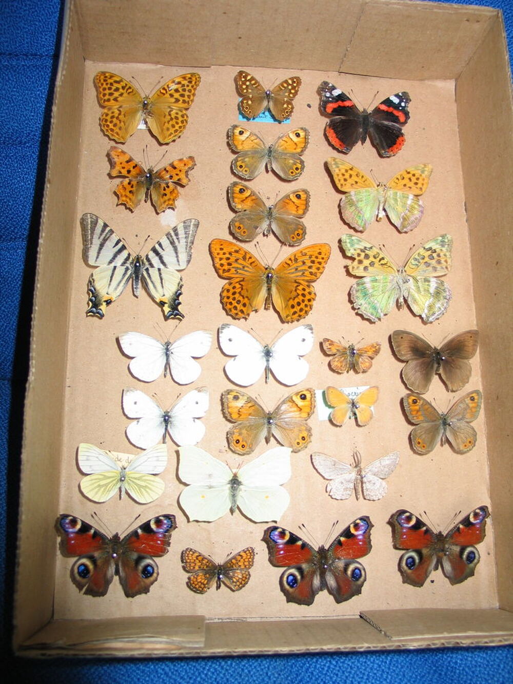 Papillons libellules l&eacute;pidopt&egrave;res 