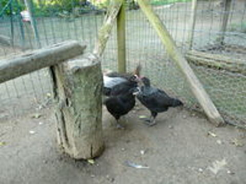   poussins coqs  