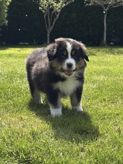 CHIOTS BERGERS AUSTRALIENS 900 61290 Longny-au-perche