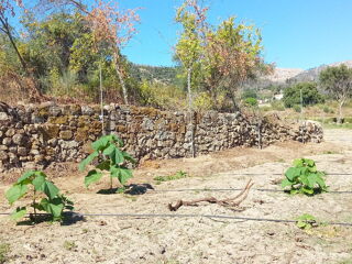  Terrain � vendre 13000 m� Soalheira, portugal