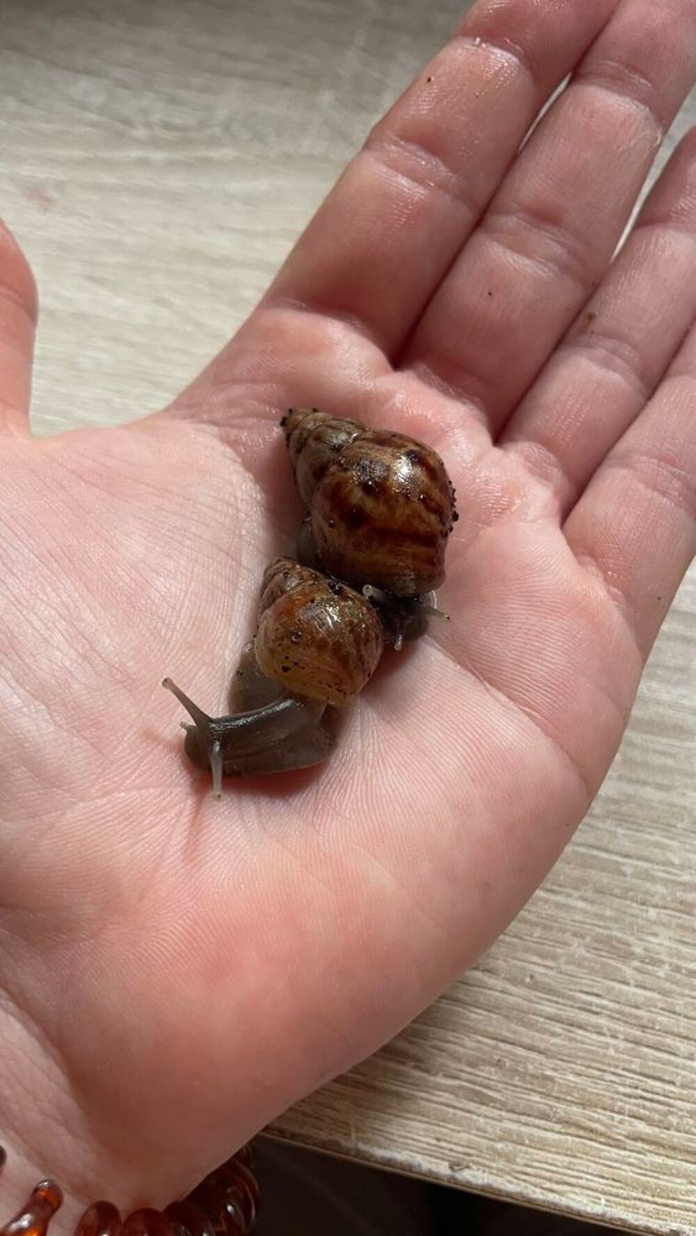 lissachatina fulica 