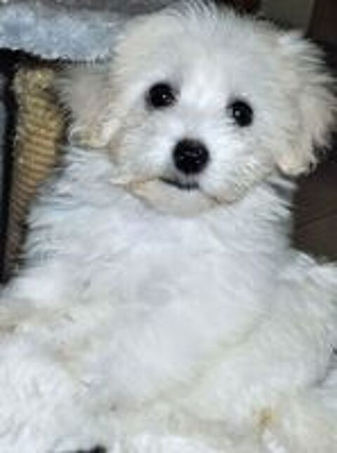   ADORABLE Chiot BICHON MALTAIS 