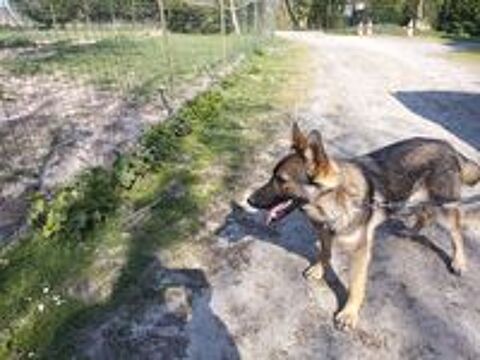   chiots berger allemand 