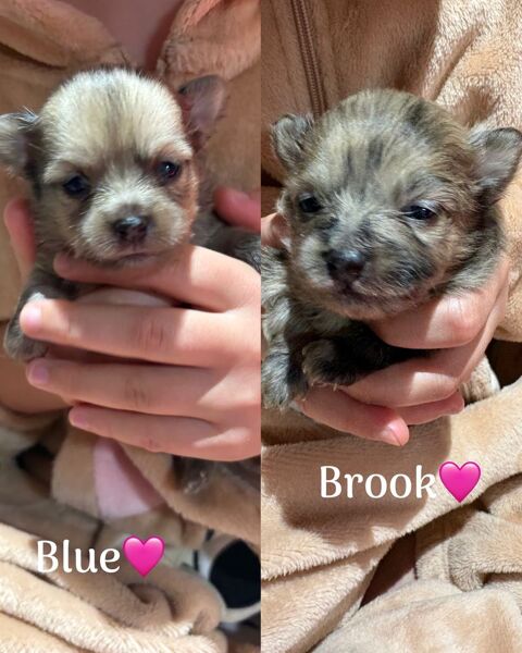 Magniques chiots pomchi 1000 49500 Segr�