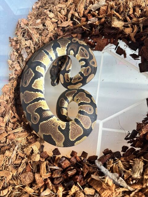 Python regius Classic het Piebald 70 49122 Le may-sur-vre