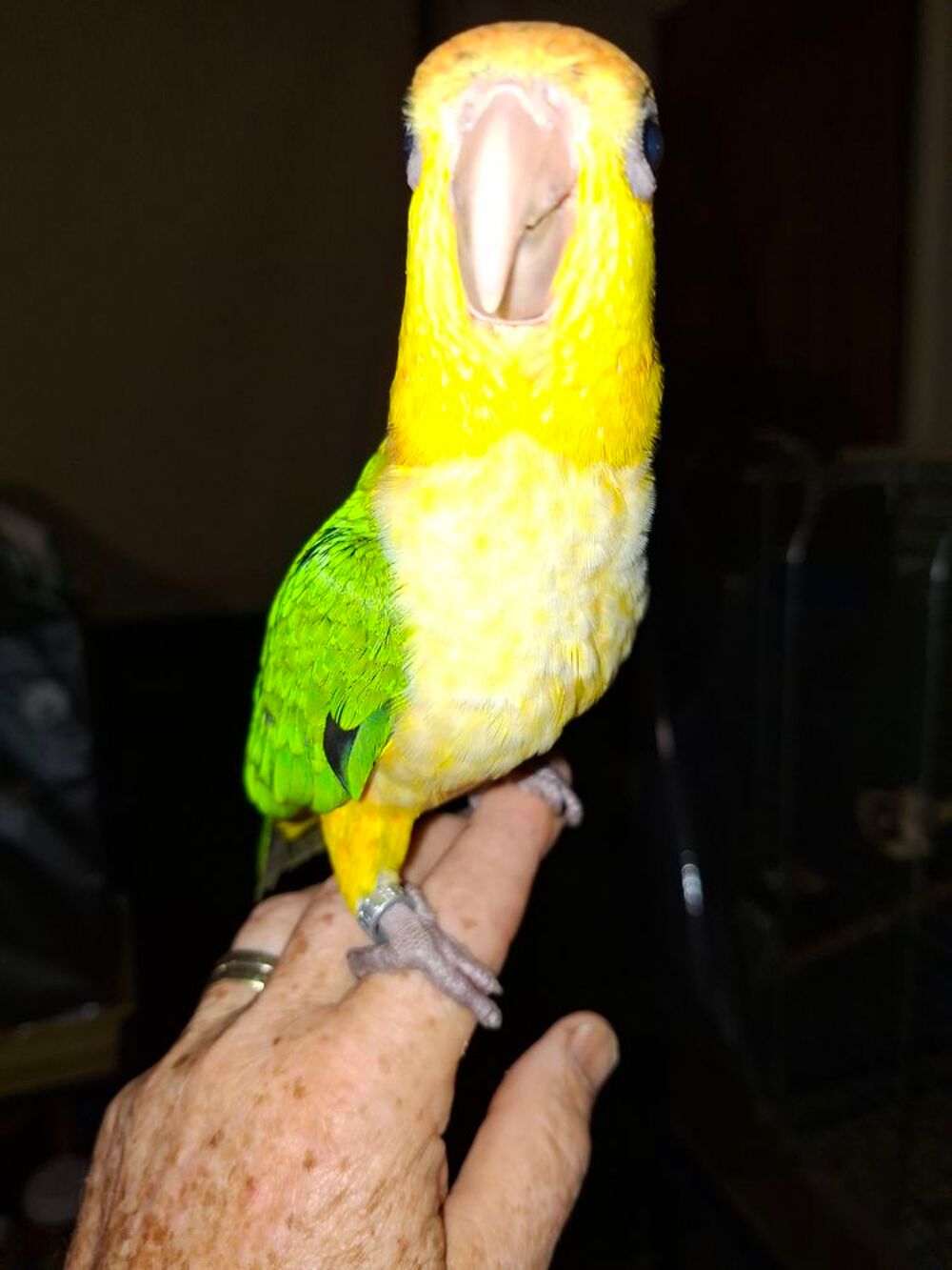   CAIQUE EAM 