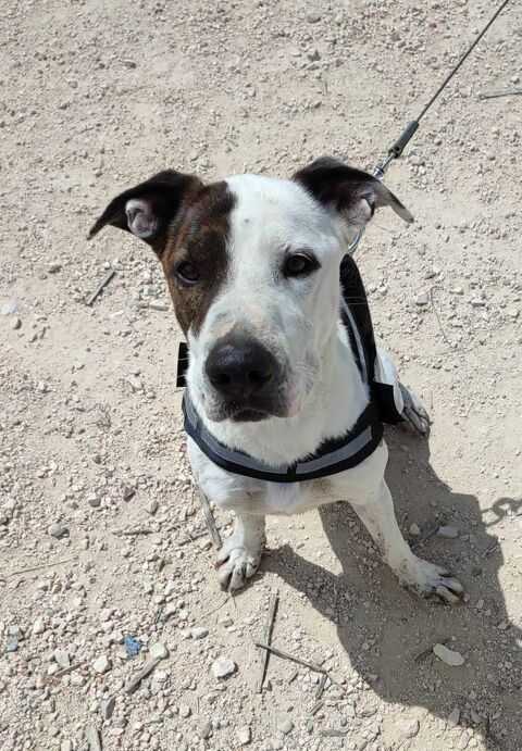 JACK, 4 ans, un amour de chien 315 24140 Douville