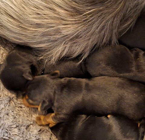  Chiots BIEWER 1400 24110 Manzac-sur-vern