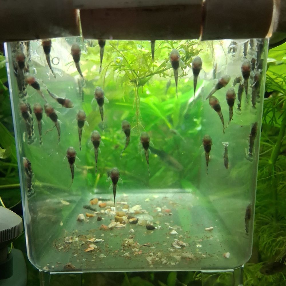   Poisson,  plantes 