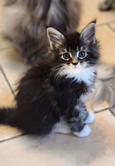 MAGNIFIQUE BÉBÉ  RED MAINE COON MALE LOOF 1600 77300 Fontainebleau