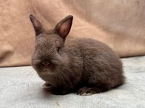   Elevage de lapins nains de race 