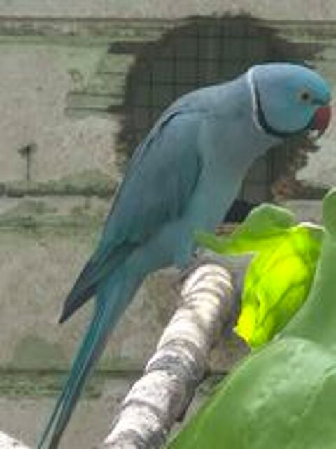   Perruche a collier d'asie 