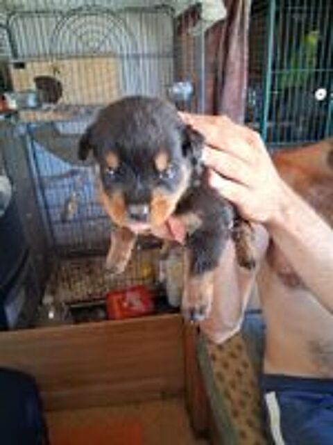   Petite Rott  