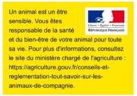   BELLA  2/3 ANS FEMELLE NON STRILISE SAUVETAGE D'GYPTE  A ADOPTER SEULEMENT  