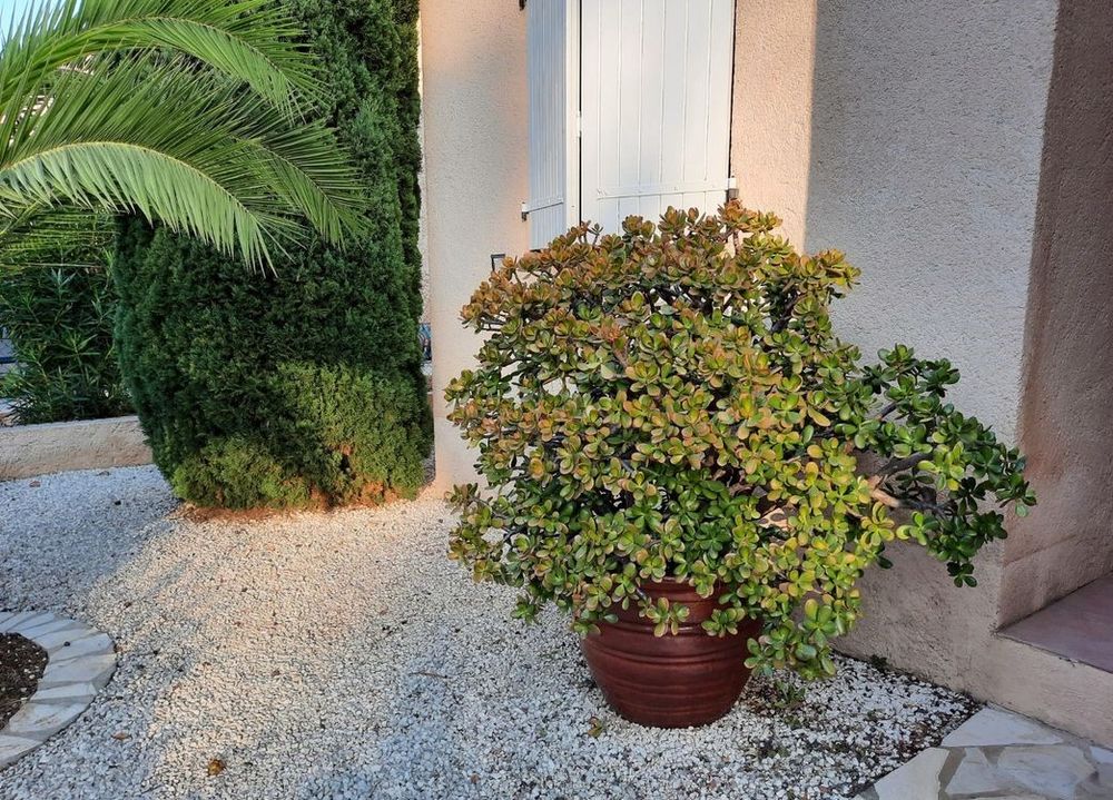 CRASSULA OVATA
ARBRE DE JADE Jardin